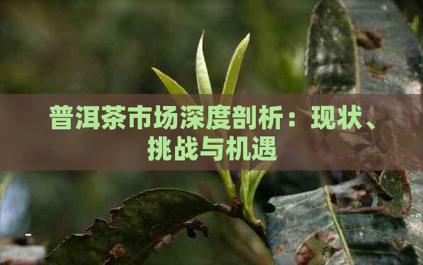 普洱茶市场深度剖析：现状、挑战与机遇