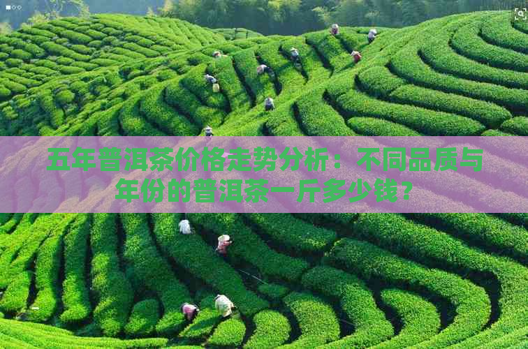 五年普洱茶价格走势分析：不同品质与年份的普洱茶一斤多少钱？