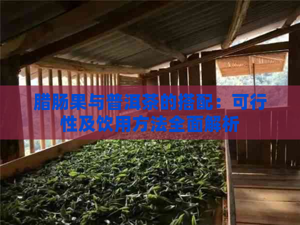 腊肠果与普洱茶的搭配：可行性及饮用方法全面解析