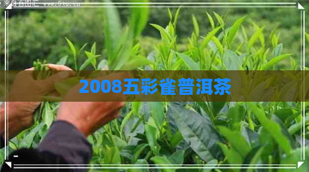 2008五彩雀普洱茶