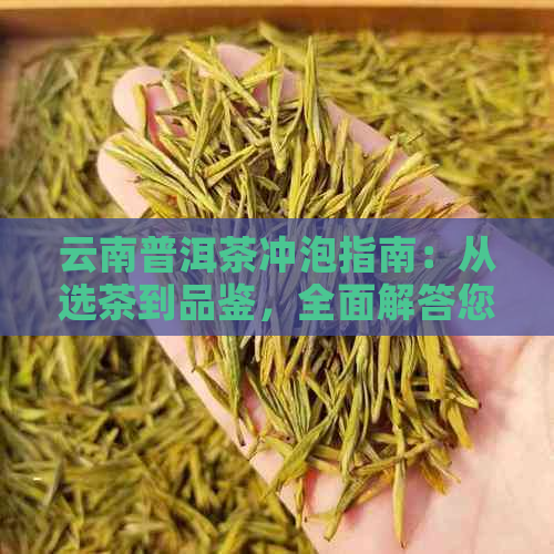 云南普洱茶冲泡指南：从选茶到品鉴，全面解答您的疑问与困扰