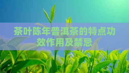 茶叶陈年普洱茶的特点功效作用及禁忌