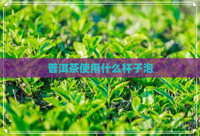 普洱茶使用什么杯子泡