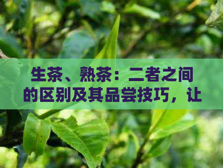 生茶、熟茶：二者之间的区别及其品尝技巧，让你全面了解茶叶的奥秘