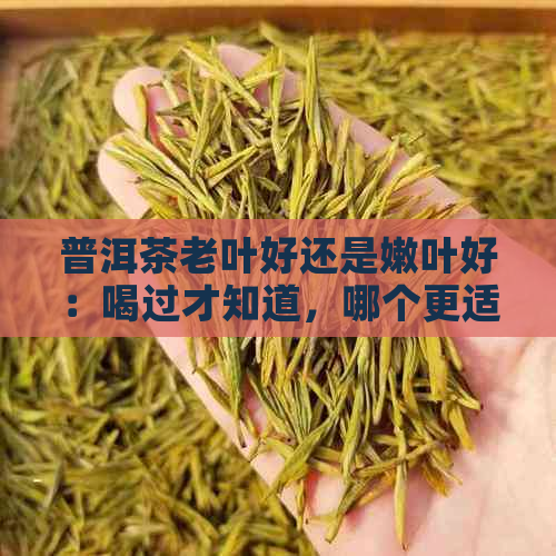 普洱茶老叶好还是嫩叶好：喝过才知道，哪个更适合你。