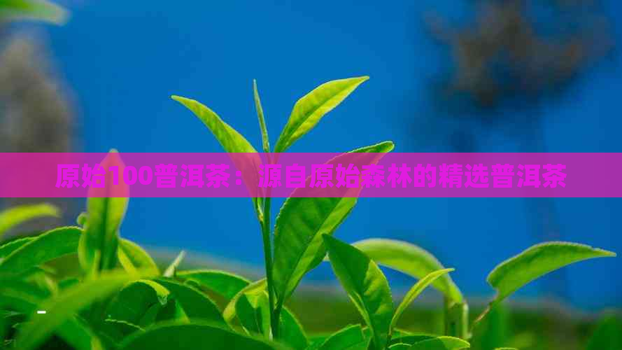 原始100普洱茶：源自原始森林的精选普洱茶