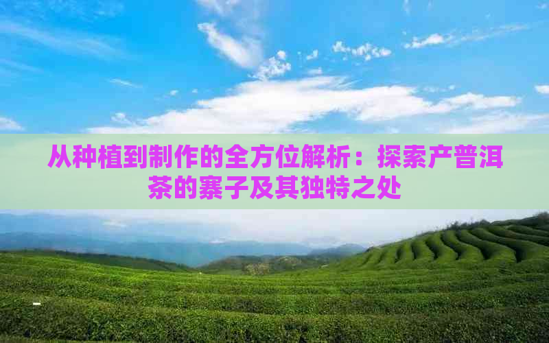 从种植到制作的全方位解析：探索产普洱茶的寨子及其独特之处