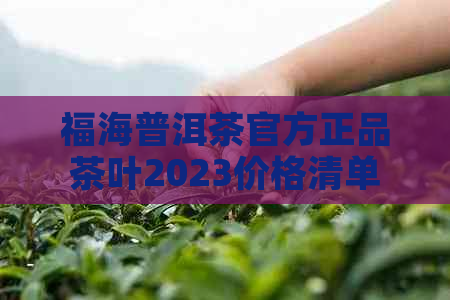 福海普洱茶官方正品茶叶2023价格清单，品质与价值的完美融合