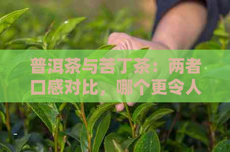 普洱茶与苦丁茶：两者口感对比，哪个更令人醉？