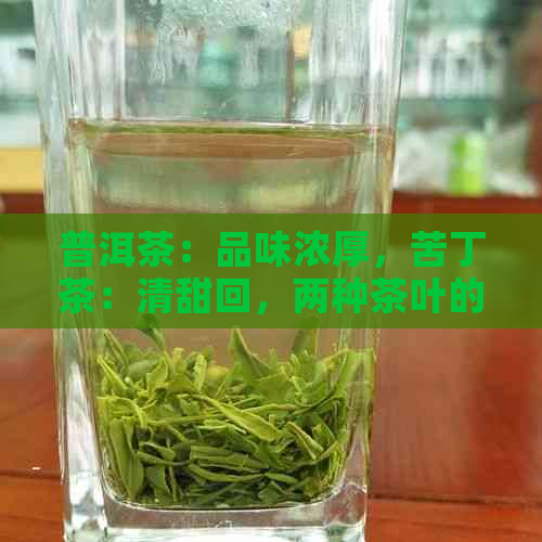 普洱茶：品味浓厚，苦丁茶：清甜回，两种茶叶的独特魅力对比