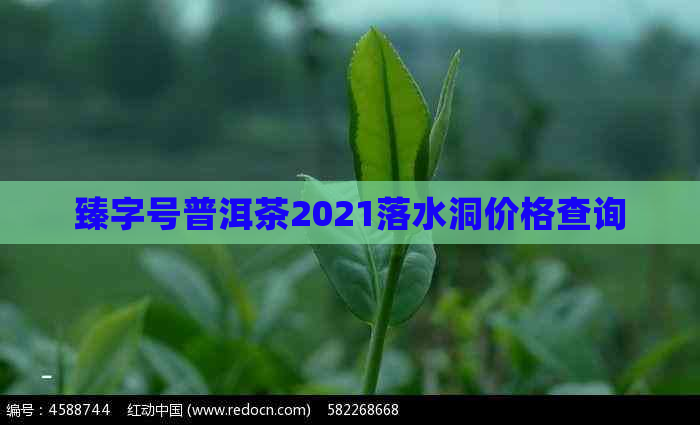 臻字号普洱茶2021落水洞价格查询