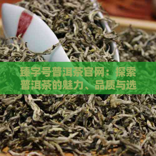 臻字号普洱茶官网：探索普洱茶的魅力、品质与选购指南，解答您的所有疑问