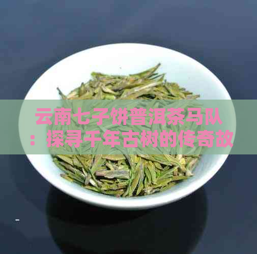 云南七子饼普洱茶马队：探寻千年古树的传奇故事与茶文化精髓