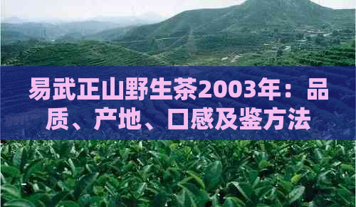 易武正山野生茶2003年：品质、产地、口感及鉴方法的全面指南