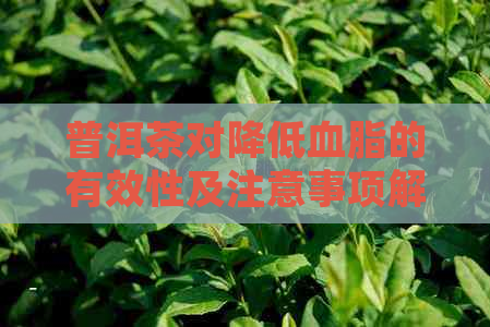 普洱茶对降低血脂的有效性及注意事项解析