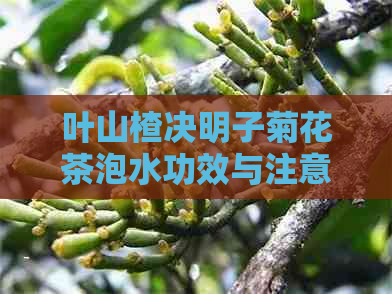 叶山楂决明子菊花茶泡水功效与注意事项，能一起泡吗？