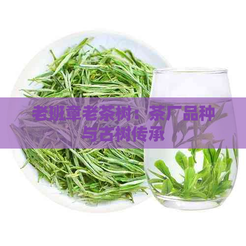 老班章老茶树：茶厂品种与古树传承