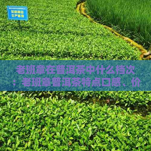 老班章在普洱茶中什么档次：老班章普洱茶特点口感、价格表及查询表