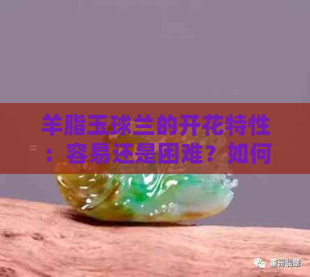 羊脂玉球兰的开花特性：容易还是困难？如何促进其开花？