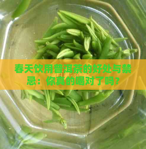 春天饮用普洱茶的好处与禁忌：你真的喝对了吗？