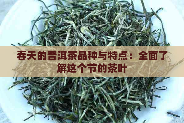 春天的普洱茶品种与特点：全面了解这个节的茶叶