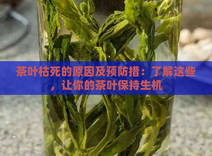 茶叶枯死的原因及预防措：了解这些，让你的茶叶保持生机