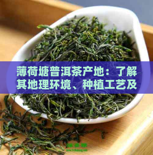 薄荷塘普洱茶产地：了解其地理环境、种植工艺及茶叶品质等全方位信息