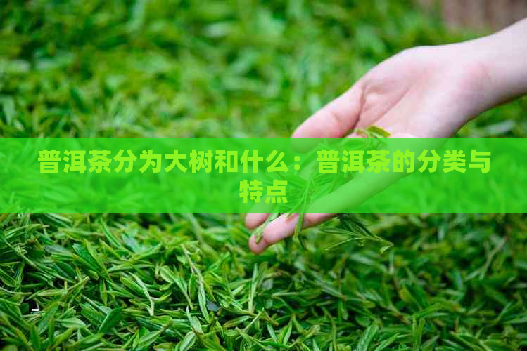 普洱茶分为大树和什么：普洱茶的分类与特点