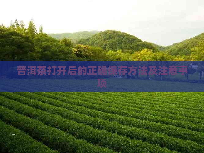 普洱茶打开后的正确保存方法及注意事项