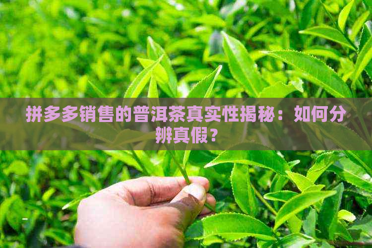 拼多多销售的普洱茶真实性揭秘：如何分辨真假？