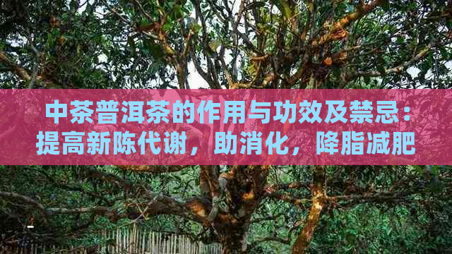 中茶普洱茶的作用与功效及禁忌：提高新陈代谢，助消化，降脂减肥，抗氧化。