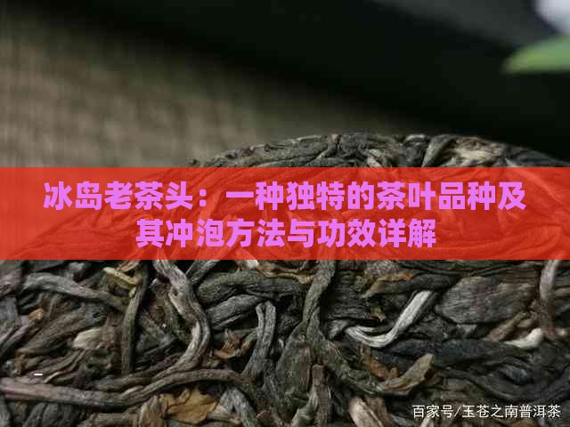 冰岛老茶头：一种独特的茶叶品种及其冲泡方法与功效详解