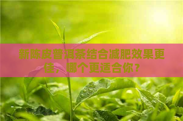 新陈皮普洱茶结合减肥效果更佳，哪个更适合你？