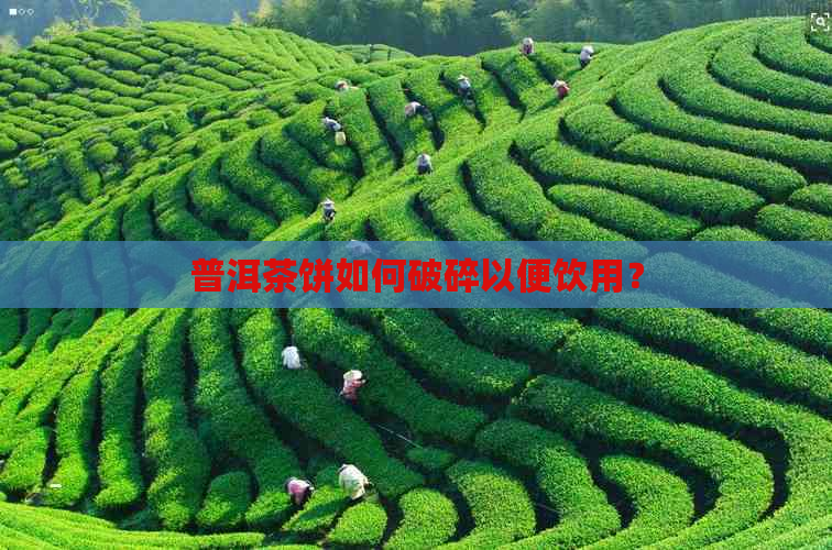 普洱茶饼如何破碎以便饮用？