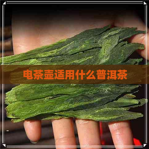 电茶壶适用什么普洱茶