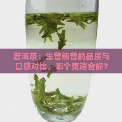 普洱茶：生普熟普的品质与口感对比，哪个更适合你？