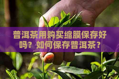 普洱茶用购买缩膜保存好吗？如何保存普洱茶？