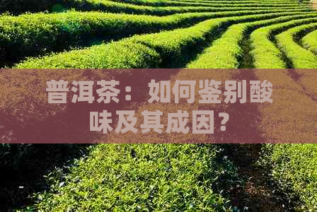 普洱茶：如何鉴别酸味及其成因？