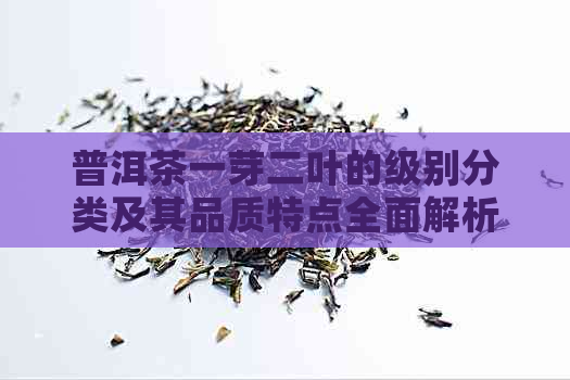 普洱茶一芽二叶的级别分类及其品质特点全面解析