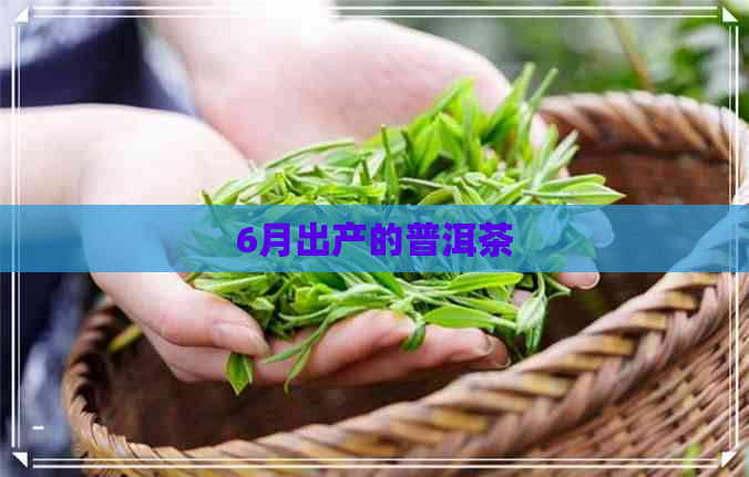 6月出产的普洱茶