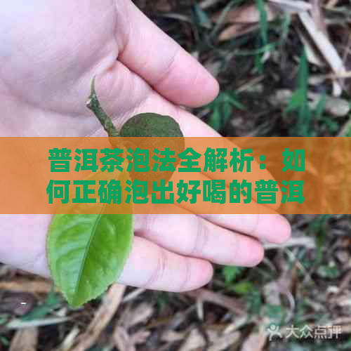 普洱茶泡法全解析：如何正确泡出好喝的普洱茶？