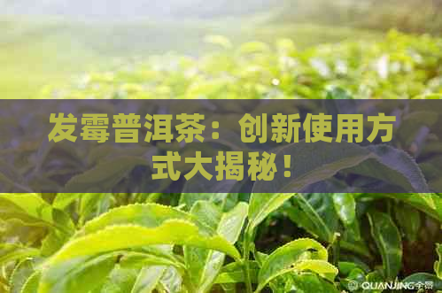 发霉普洱茶：创新使用方式大揭秘！