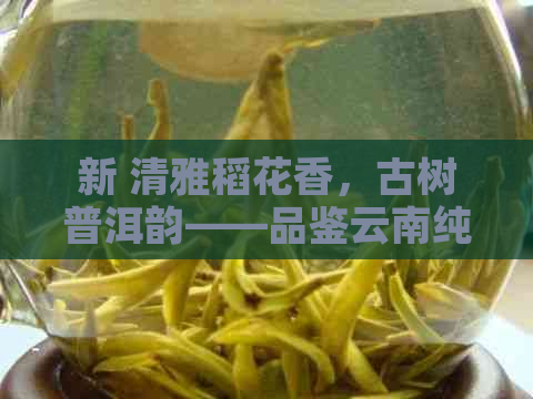 新 清雅稻花香，古树普洱韵——品鉴云南纯正茶香