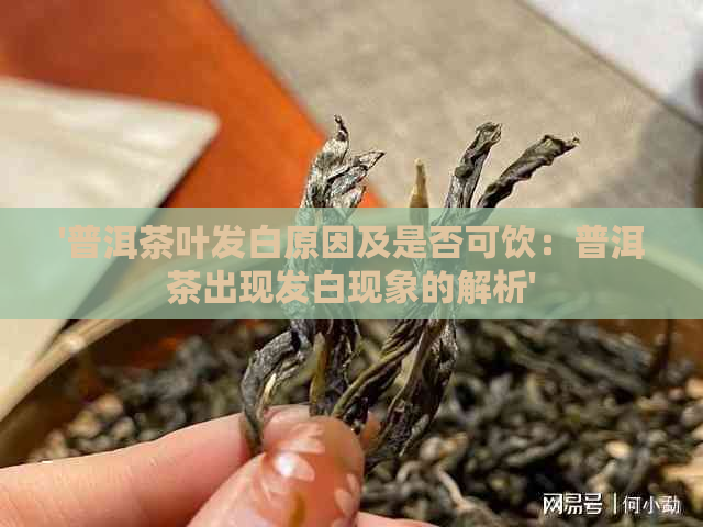 '普洱茶叶发白原因及是否可饮：普洱茶出现发白现象的解析'