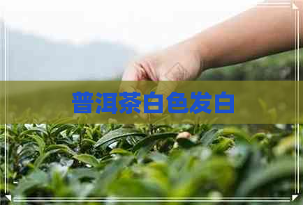 普洱茶白色发白