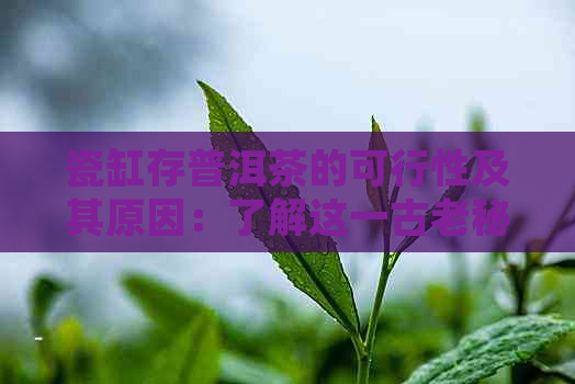 瓷缸存普洱茶的可行性及其原因：了解这一古老秘密