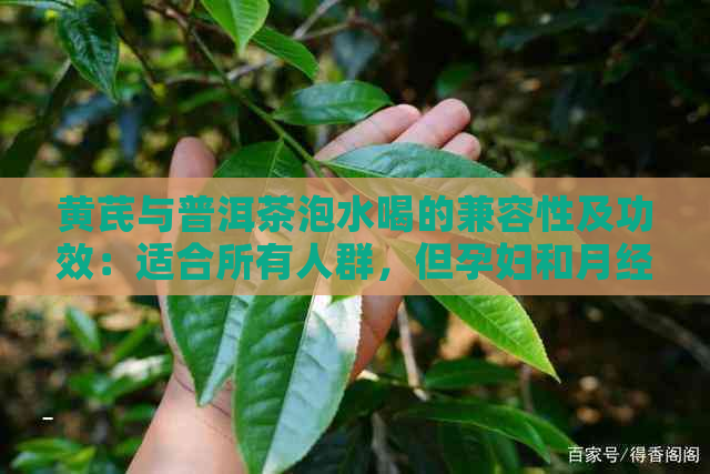 黄芪与普洱茶泡水喝的兼容性及功效：适合所有人群，但孕妇和月经女性需谨