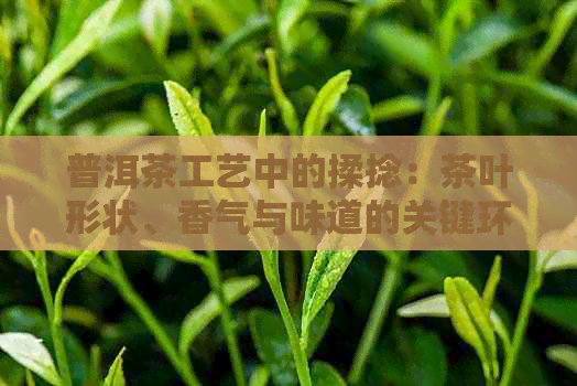 普洱茶工艺中的揉捻：茶叶形状、香气与味道的关键环节