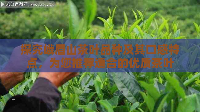 探究峨眉山茶叶品种及其口感特点，为您推荐适合的优质茶叶