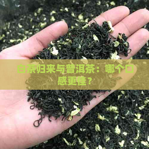 白茶归来与普洱茶：哪个口感更佳？